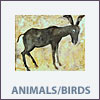 animal/birds